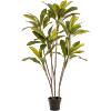 Cordyline