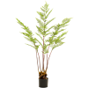 Pteridium (Adelaarsvaren)