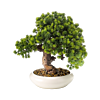 Bonsai