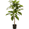 Frangipani