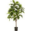 Frangipani