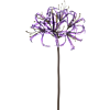 Nerine