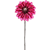 Dahlia