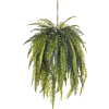 Nephrolepis