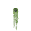 Senecio