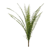 Varen Nephrolepis