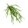 Rhipsalis Pandora