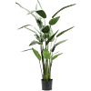Heliconia