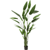 Heliconia