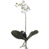 Phalaenopsis