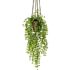 Ficus Pumila