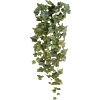 Klimop