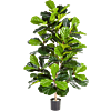 Ficus Lyrata