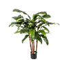 Cordyline