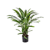 Calathea