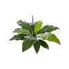 Anthurium Jungle King