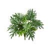 Philodendron Selloum