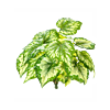 Begonia