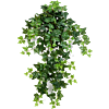 Klimop