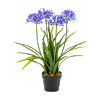 Afrikaanse Lelie (Agapanthus)