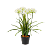 Afrikaanse Lelie (Agapanthus)