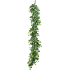 Scindapsus