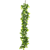 Philodendron