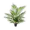 Areca