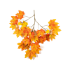 Maple