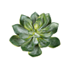 Echeveria