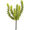 Crassula