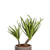 Agave op Stam