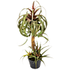 Tillandsia Streptophylla