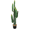 Cereus Cactus