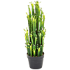 Euphorbia Trigona (Cactus)