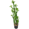Euphorbia Roylena Cactus