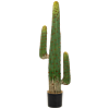 Mexicaanse Cactus