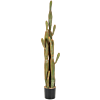 Zuilcactus