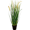 Vossenstaartgras