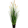 Vossenstaartgras