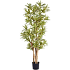 Dracaena Reflexa
