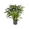Calathea