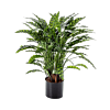Calathea