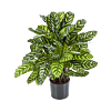 Calathea