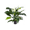Lepelplant (Spathiphyllum)