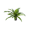 Nestvaren (Asplenium)