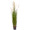 Rietgras