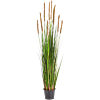 Vossestaartgras