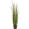 Koraalgras