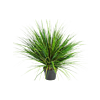 Ui Gras